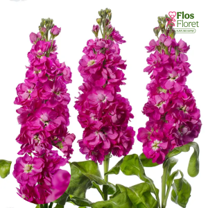 E10. Parastā Lefkoja - Centum Rose