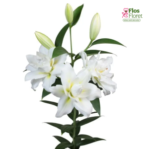 19A. - Lilija - OT Blizzard