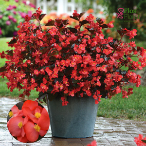 D4. Begonija, augstā ledene - Megawatt Red Bronze Leaf