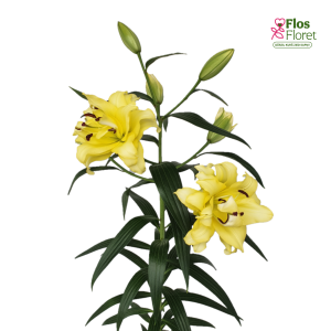 20A. - Lilija - OT Exotic Sun