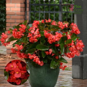 D5. Begonija, augstā ledene - Megawatt Red Green Leaf