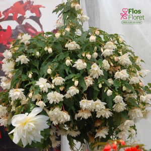 C36. Begonija - Begonia tuberhybrida Belleconia Snow