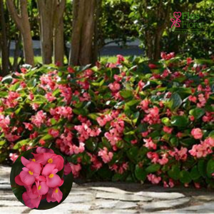 D7. Begonija, augstā ledene - Megawatt Rose Green Leaf