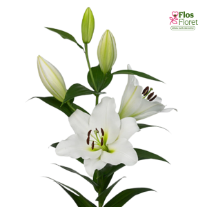 24A. - Lilija - OT Tisento