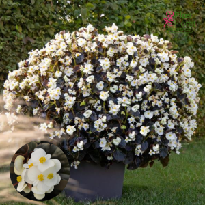 D8. Begonija, augstā ledene - Megawatt White Bronze Leaf