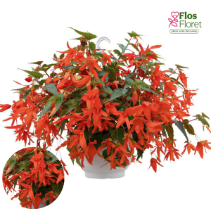 C2. Begonija - Groovy Orange