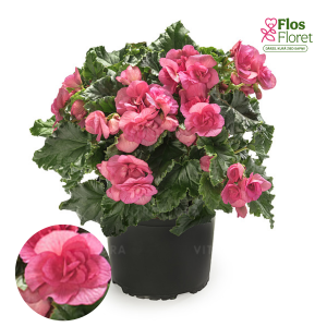 C73. Begonija, solēnija - BK Collection Vermillion Hot Pink