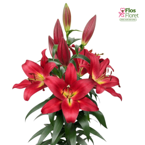 26A. - Lilija - OT Touchstone 121A.