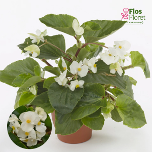 D9. Begonija, augstā ledene - Megawatt White Green Leaf	