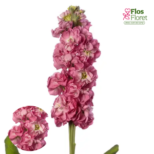E16. Parastā Lefkoja - Stox Rose Pink