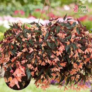 C40. Begonija - Begonia boliviensis Bellavista Dark Leaf Salmon