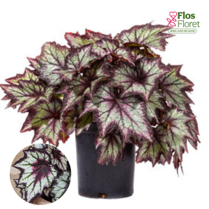 D10. Karaliskā begonija - Bewitched Night Owl