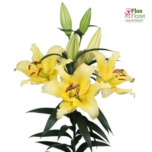 28A. - Lilija - OT Vigneron