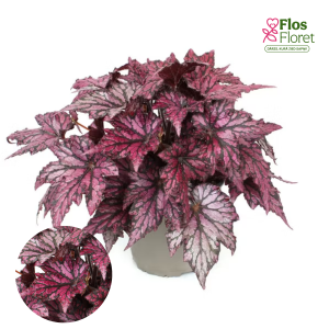 D11. Karaliskā begonija - Bewitched Pink