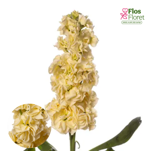 E19. Parastā Lefkoja - Stox Yellow