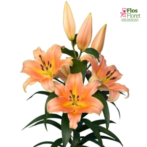 29A. - Lilija - OT Zelmira 120A.