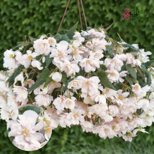 C42. Begonija - Begonia tuberhybrida Belina Apricot