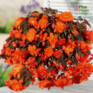 C43. Begonija - Begonia tuberhybrida Belina Orange