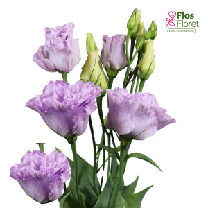 E21. Lizante, eustoma - Alissa 1 Lavender