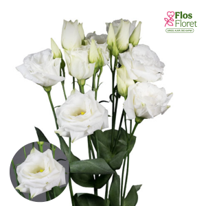 E22. Lizante, eustoma - Alissa 1 Pure White