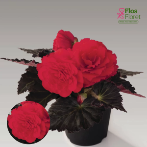 D15. Kamolbegonija Nonstop F1 Cherry Bronze Leaf