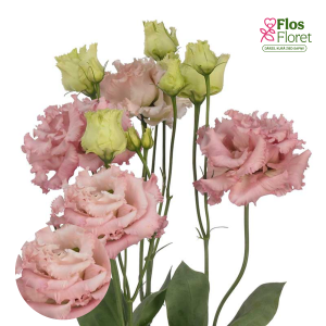 E23. Lizante, eustoma - Alissa 2 Pink imp