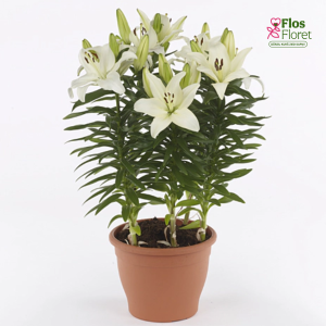 33A. - Lilija - PODU - AZ Gwen