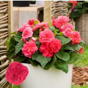 D16. Kamolbegonija Nonstop F1 Deep Rose