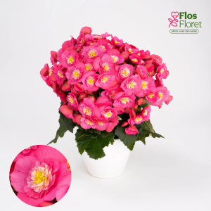 C47. Begonija, solēnija - Begonia Belove kolekcija Belove Rose Imp