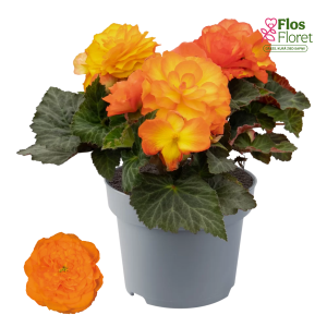 D17. Kamolbegonija Nonstop F1 Flame