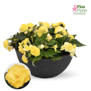 D18. Kamolbegonija Nonstop F1 Lemon