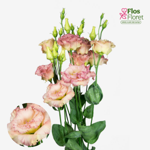 E26. Lizante, eustoma - Alissa Champagne