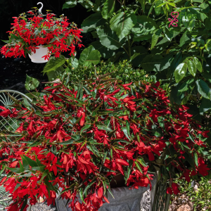 C3. Begonija - Groovy Red