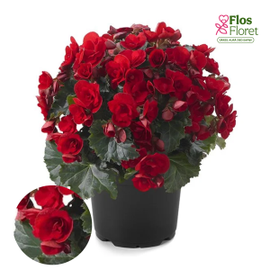 C74. Begonija, solēnija - BK Collection Vermillion Red