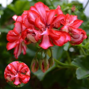 D79. Vairogveida pelargonija - Grandeur Ivy Arctic Scarlet