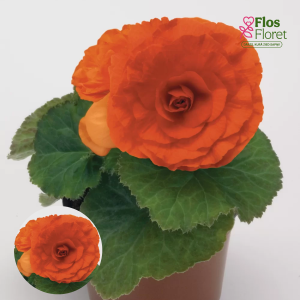 D19. Kamolbegonija Nonstop F1 Orange