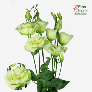 E27. Lizante, eustoma - Alissa Green