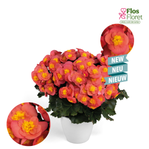 C48. Begonija, solēnija - Begonia Belove kolekcija Salmonpink