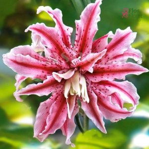 37A. - Lilija - OR Magic Star