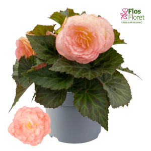 D20. Kamolbegonija Nonstop F1 Peach Shades