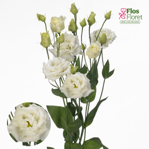 E28. Lizante, eustoma - Alissa II white