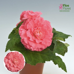 D21. Kamolbegonija Nonstop F1 Pink