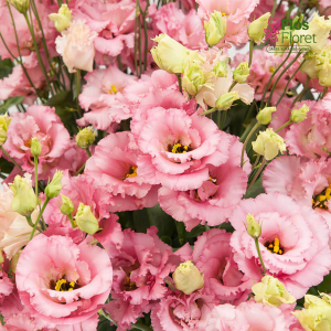 E29. Lizante, eustoma - Alissa Pink