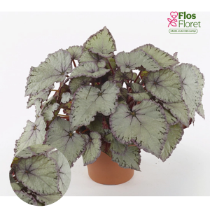 C51. Begonija, solēnija - Begonia Special Collection Hawaiian Silver