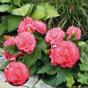 D22. Kamolbegonija Nonstop F1 Pink Shades