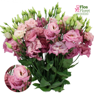 E30. Lizante, eustoma - Alissa Rose