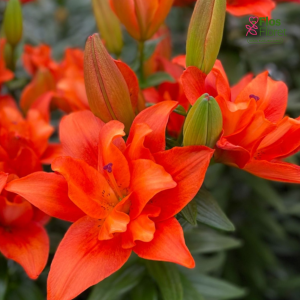 40A. - Lilija - LA BUTTERFLY ATLANTIS SLIPSTREAM