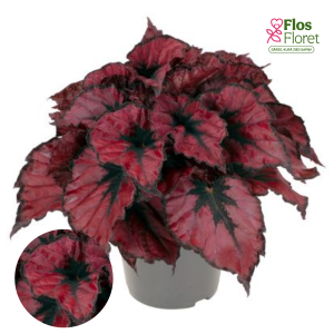 C52. Begonija, solēnija - Begonia Special Collection Kohala Red