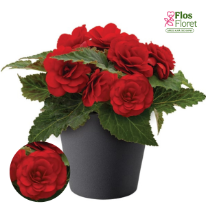 D23. Kamolbegonija Nonstop F1 Red