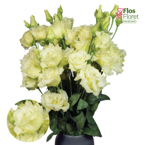 E31. Lizante, eustoma - Alissa Yellow